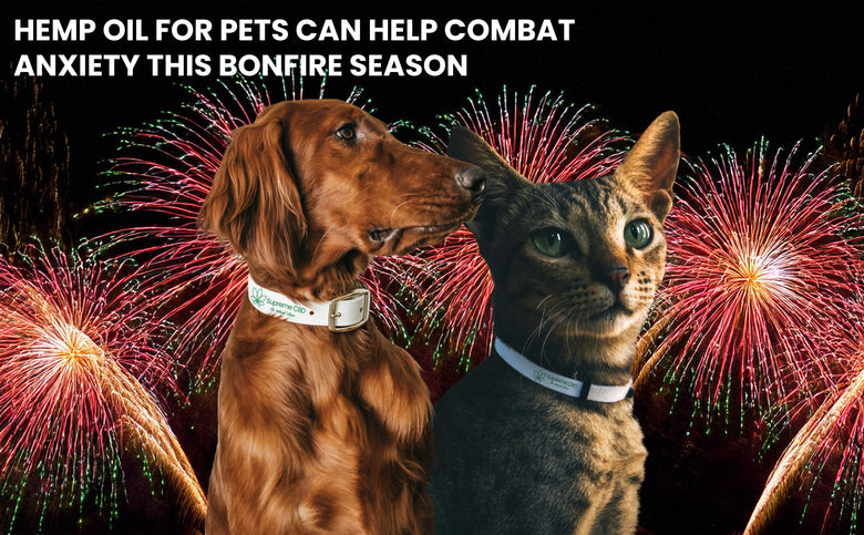 How Hemp Oil for Pets Can Help Combat Anxiety this Bonfire Season