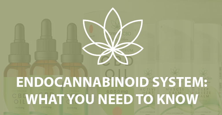 The Endocannabinoid System: What you need to know
