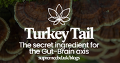 Turkey Tail; The Secret Ingredient For The Gut-Brain Axis : A Holistic Approach to Wellness