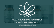 Health Boosting Benefits of Chaga Mushroom: The Ancient Remedy