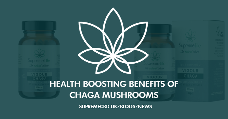 Health Boosting Benefits of Chaga Mushroom: The Ancient Remedy