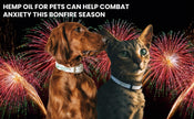 How Hemp Oil for Pets Can Help Combat Anxiety this Bonfire Season