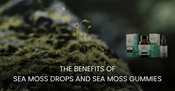 The Benefits of Sea Moss Drops and Sea Moss Gummies