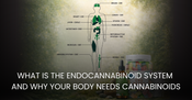 What Is the Endocannabinoid System and Why Your Body Needs Cannabinoids